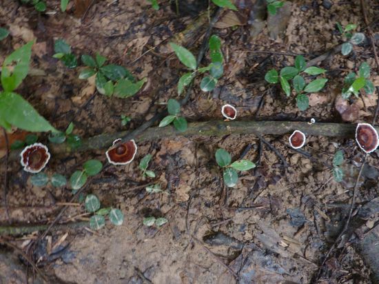 Das findet man dort so: Baumpilze..