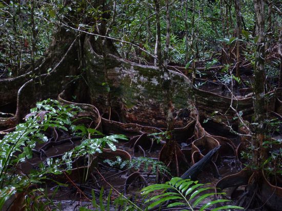 ...und wahnsinnige Wurzeln - abgefahren!