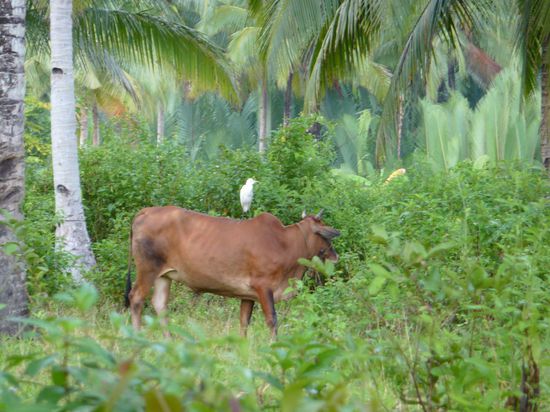 Noch lieber mag ich den Wasserbueffel und seinen treuen Begleiter.