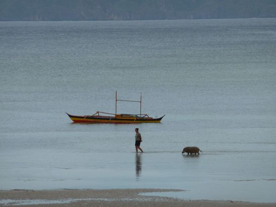 Die Eigentuemerin des Resorts hat ein Wildschwein gross gezogen. Hier der morgendliche Spaziergang.