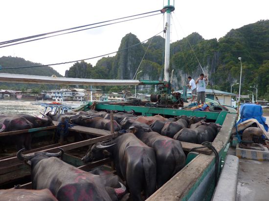 Das ist uebrigens die gut riechende Fracht 