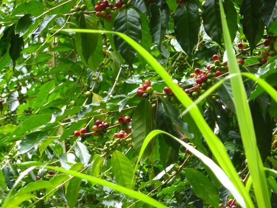 Kaffee waechst hier auch