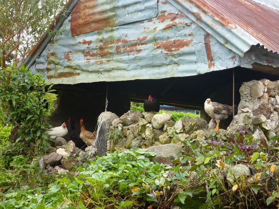 Schnuckeliges Huehnerhaus im Village Demang