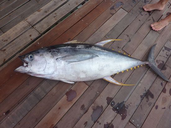 Weihnachtsessen - Thunfisch
