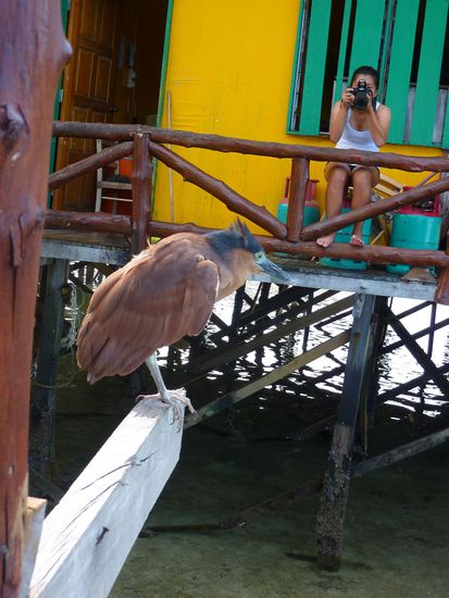 Dort hats ganz lustige Voegel, erinnern mich an ne Mischung aus Kookaburra und Kiwi wenn sie grad zur Landung angesetzt haben und noch ne Lustige Frisur haben