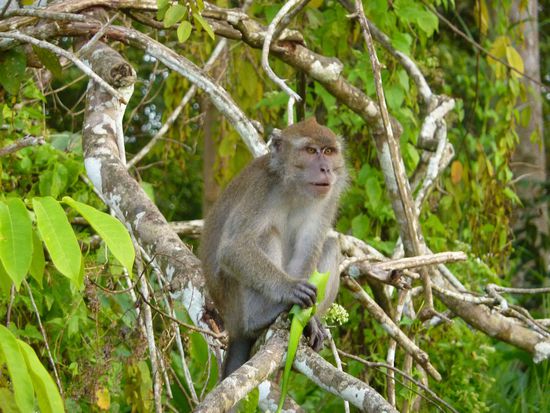 Ach ja, Affen gibt's auch zu sehen