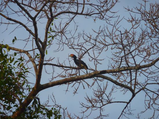 Hornbill