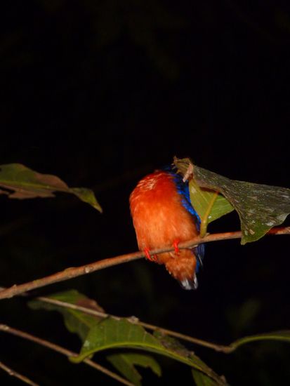 Auf der Abendtour schlafende Voegel - voll suess