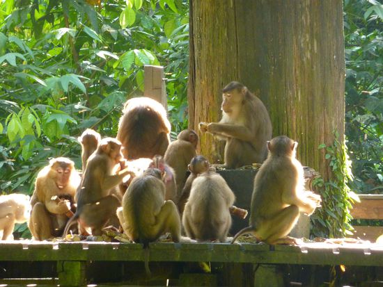 Nachdem 2 Orang Utans zum Essen gekommen sind kommen dann die "Ratten" und plündern den Rest