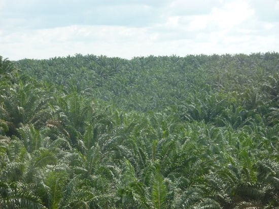 Palmoel, Palmoel und noch mal Palmoel