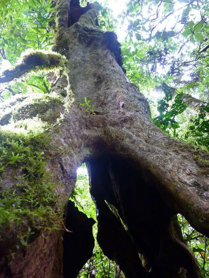 ...und so hohl. Vorher am Headquater wird man noch vor umfallenden Bäumen gewarnt - danke!