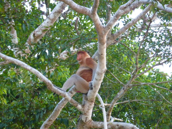 Das sind auch lustige Kerlchen - Proboscis Monkey