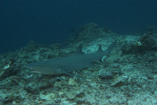 Einfach geil! Manchmal lagen 3 Stueck aufm Boden rum und ich hab mich einfach dazwischen gelegt.
