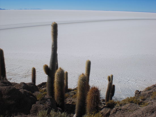 kakteen in der wüste