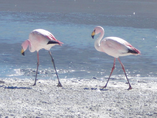 flamingos