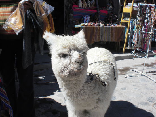 alpacas.....sehen irgendwie seltsam aus...schmecken aber gut!!!