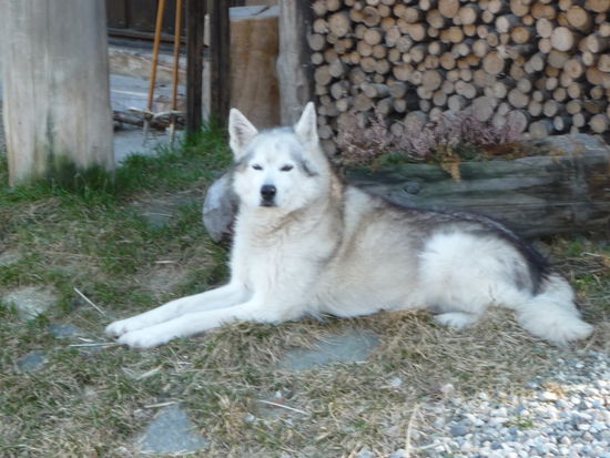 Husky Lodge in Karasiok