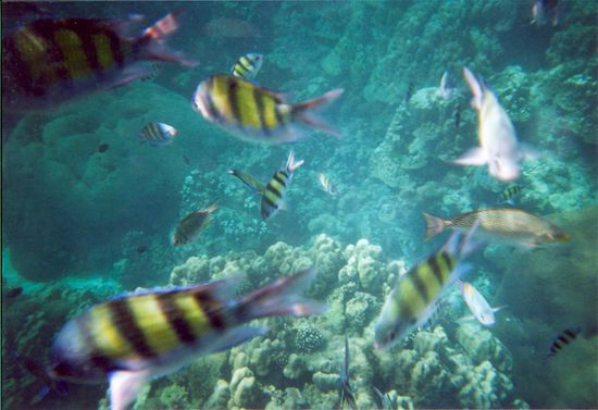 Nemo, wo bist du????