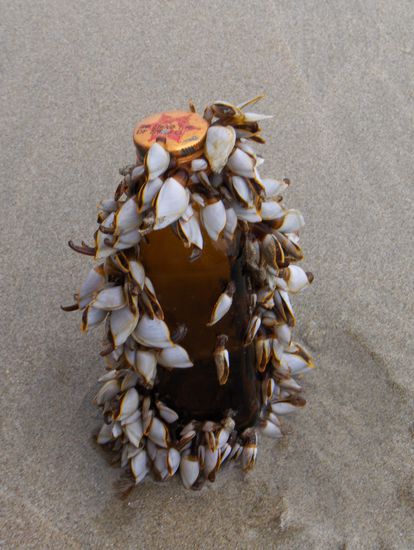 Was man nicht so alles findet am Strand!