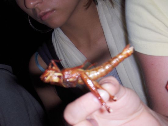 Heute gibt es Heuschrecke zum Nachtisch!