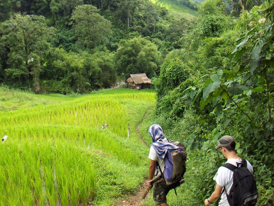 Wandern durch Reisfelder