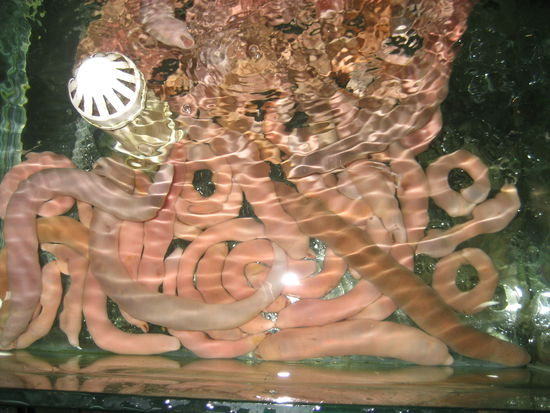 Allerdings haben wir nicht diese lebendigen Penisse gegessen 