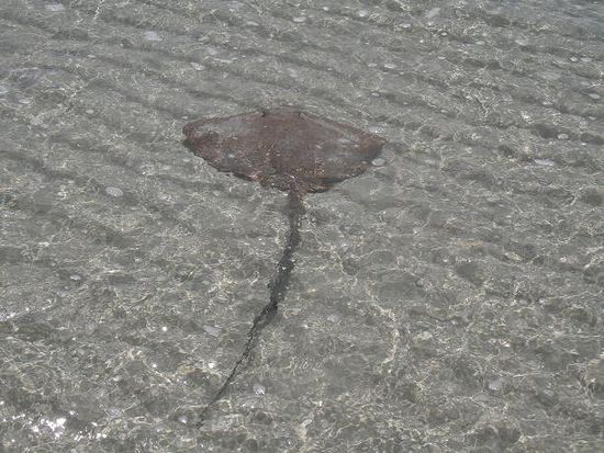 Rochen gibt es am Whithaven Beach ziemlich viele