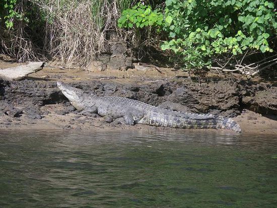 Daintree River