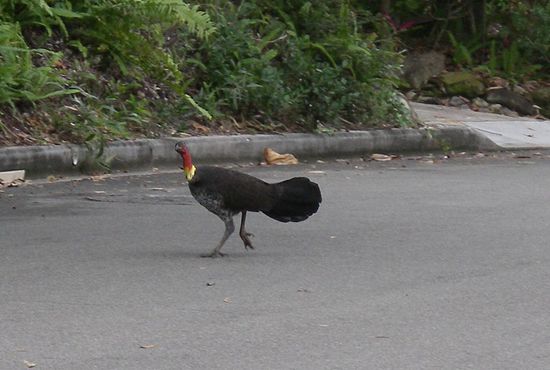 Busch Trutthahn - Die sieht man staendig