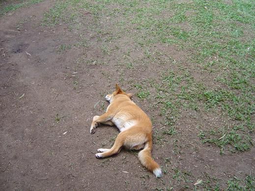 Dingo
