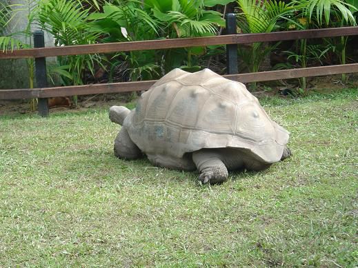 Riesenschildkroete