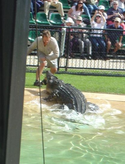 Krokodilshow