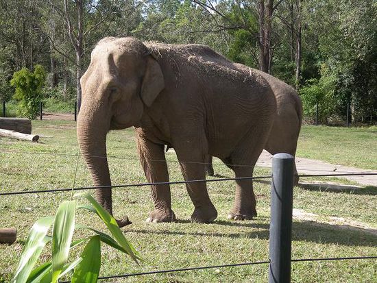 Elefant