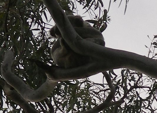 Der schlafende Koala im National Park