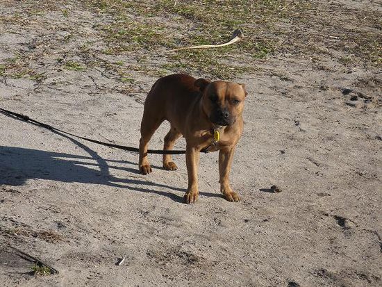 Hund