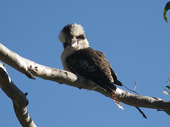 Vogel