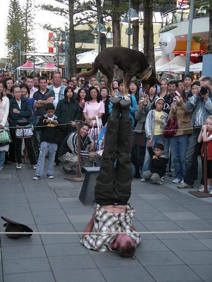 Hunde Show in Surfers Paradise