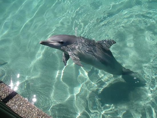 Delfin