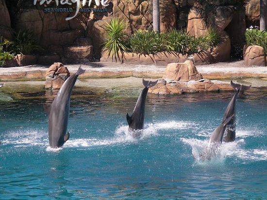 Delfinshow