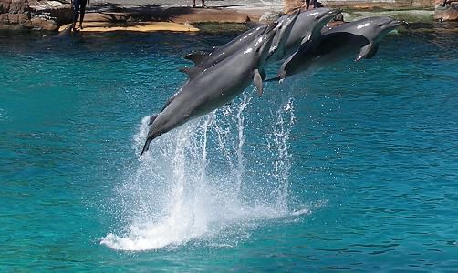 Delfinshow