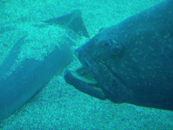lustiger Fisch
