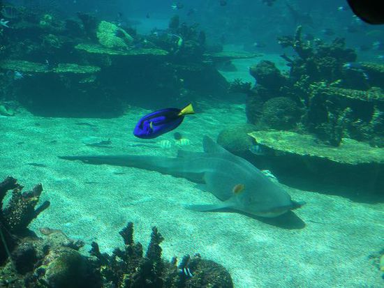 Fische