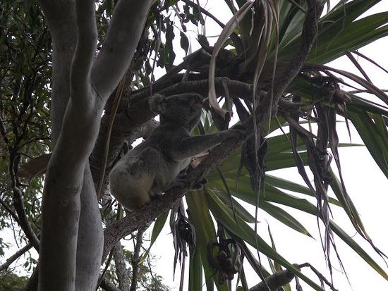 Koala im National Park