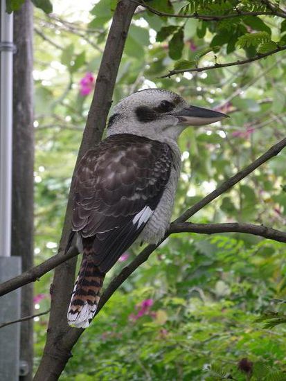Kookabara