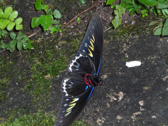 Sehr schoener Schmetterling im Butterflypark. Dieser hatte ungefaehr die groesse einer Hand.