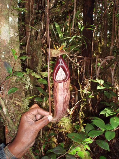 Im Dschungel eine schoene Blume