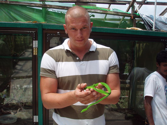 Eine grüne Schlange