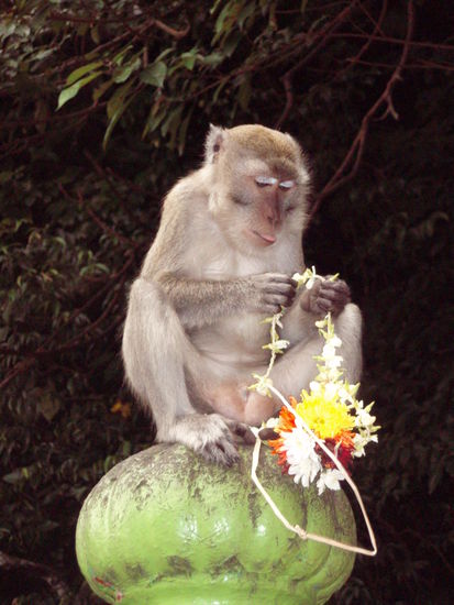 Ein Affe der auf Essen wartet