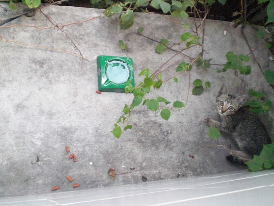 Fuer diese suesse Katze haben wir heute extra Katzenfutter gekauft