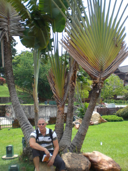 Unterhalb des St. Pauls Hills vor einer Faecherpalme